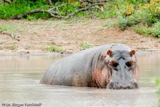 Flusspferd (91 von 104).jpg